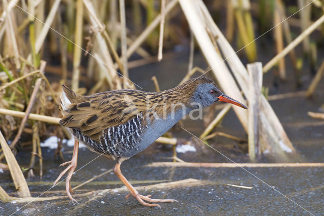 Waterrail (Rallus aquaticus)