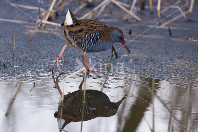 Waterrail (Rallus aquaticus)