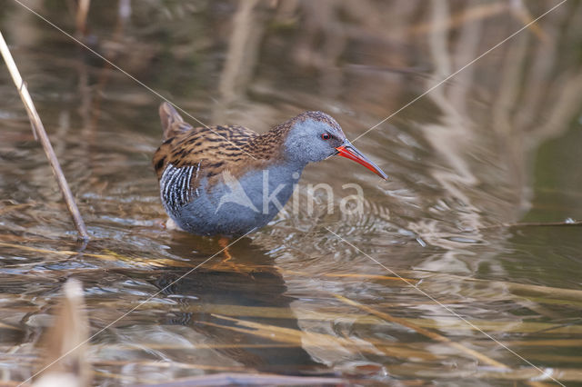 Waterrail (Rallus aquaticus)