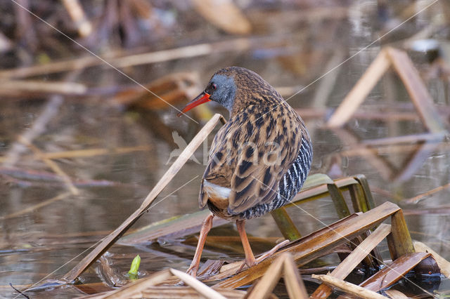 Waterrail (Rallus aquaticus)