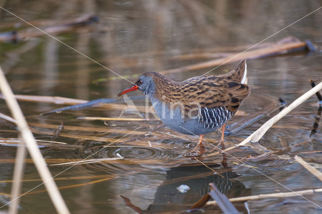 Waterrail (Rallus aquaticus)