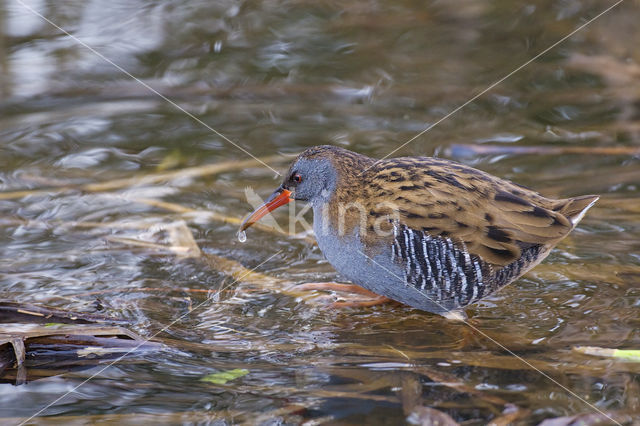 Waterrail (Rallus aquaticus)