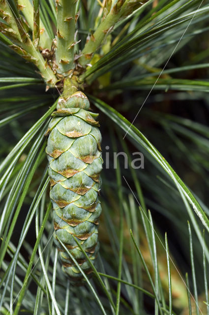 Weymouthden (Pinus strobus)