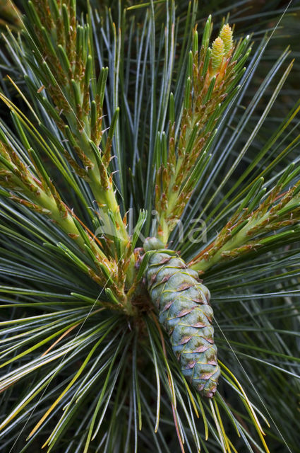 Weymouthden (Pinus strobus)