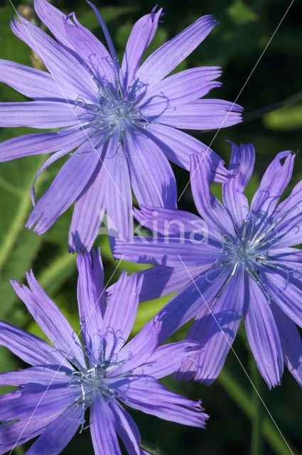 Wilde cichorei (Cichorium intybus)