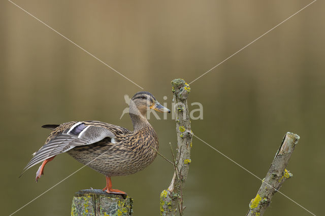 Wilde Eend (Anas platyrhynchos)