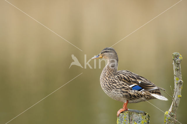 Wilde Eend (Anas platyrhynchos)