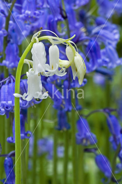 Bluebell (Hyacinthoides non-scripta