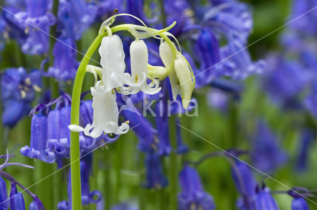 Bluebell (Hyacinthoides non-scripta