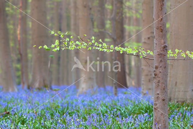 Bluebell (Hyacinthoides non-scripta