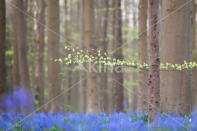 Bluebell (Hyacinthoides non-scripta