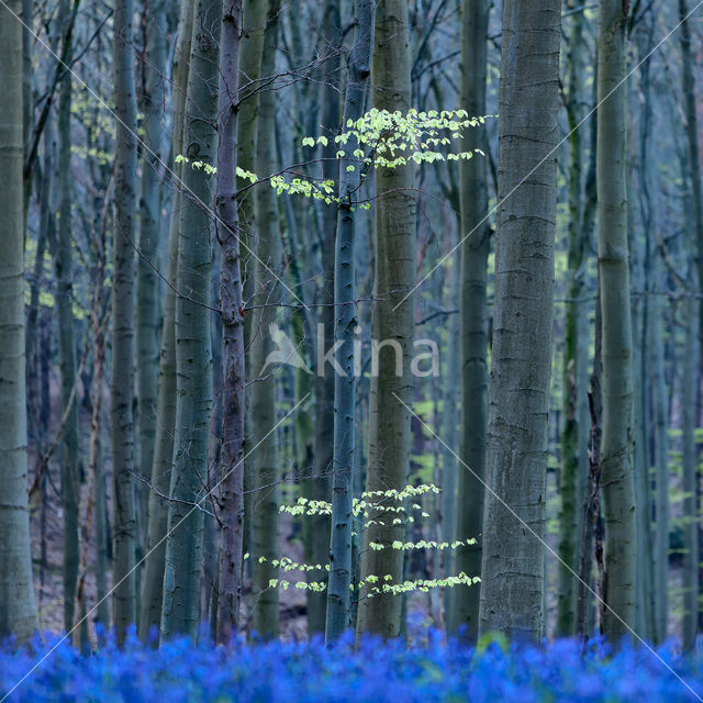 Bluebell (Hyacinthoides non-scripta