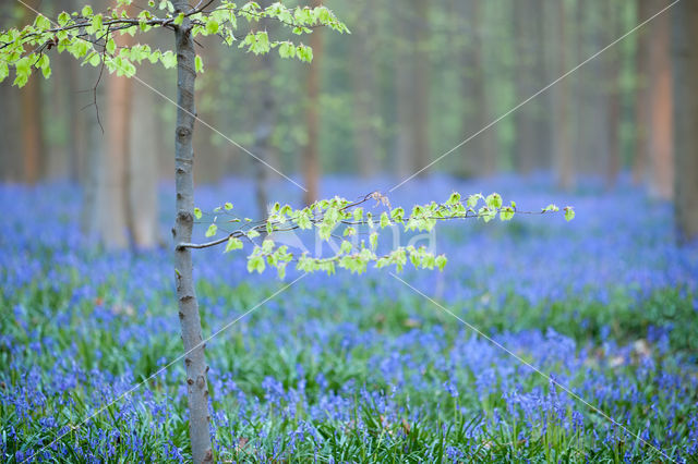 Bluebell (Hyacinthoides non-scripta