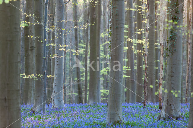 Bluebell (Hyacinthoides non-scripta