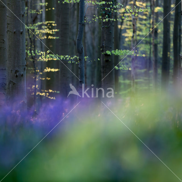 Bluebell (Hyacinthoides non-scripta