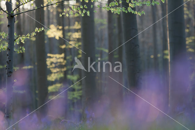 Bluebell (Hyacinthoides non-scripta