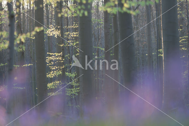 Bluebell (Hyacinthoides non-scripta