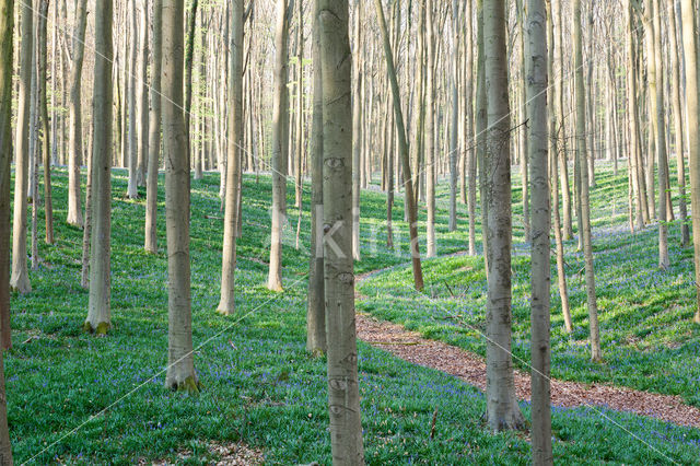 Bluebell (Hyacinthoides non-scripta