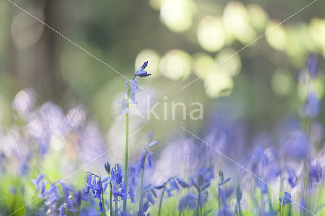 Bluebell (Hyacinthoides non-scripta