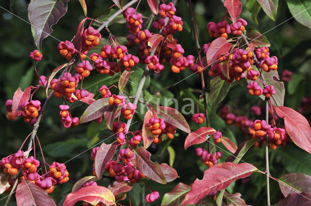 Wilde kardinaalsmuts (Euonymus europaeus)