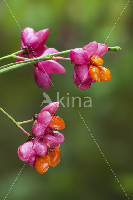 Wilde kardinaalsmuts (Euonymus europaeus)