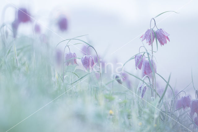 Wilde kievitsbloem (Fritillaria meleagris)