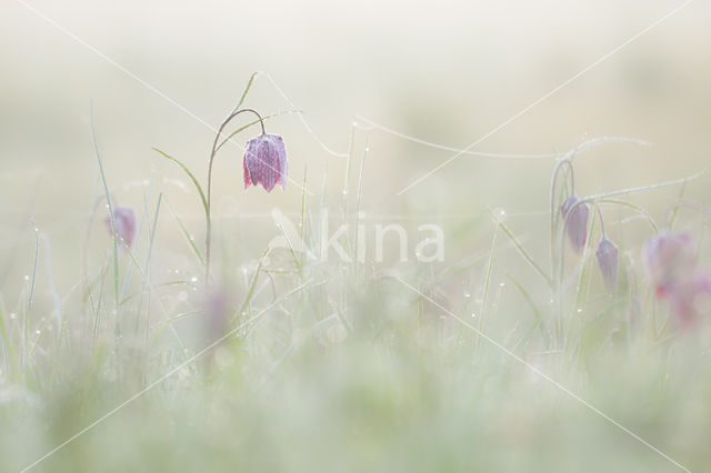 Wilde kievitsbloem (Fritillaria meleagris)