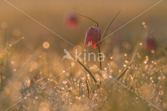 Wilde kievitsbloem (Fritillaria meleagris)