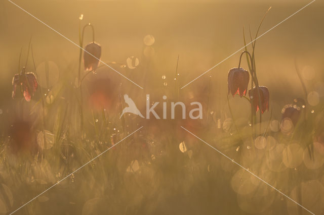 Wilde kievitsbloem (Fritillaria meleagris)