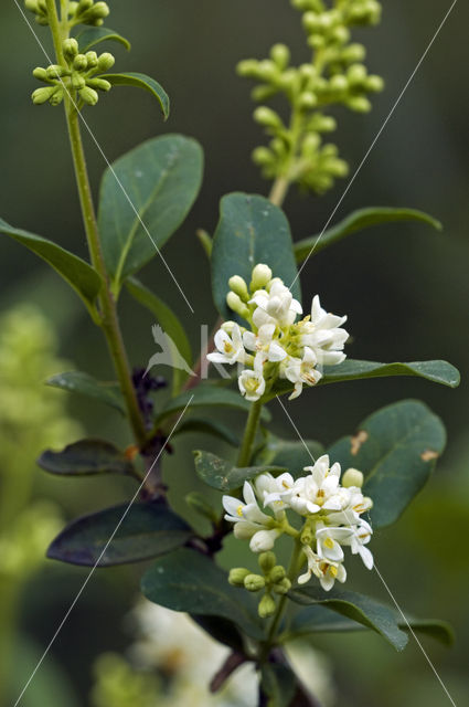 Wild Privet (Ligustrum vulgare)