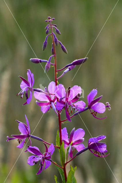 Wilgeroosje (Chamerion angustifolium)