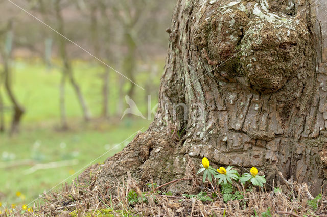 Winter Aconite (Eranthis hyemalis)