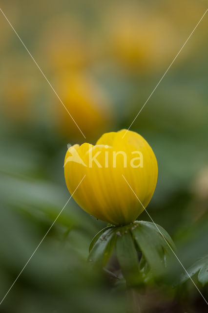 Winter Aconite (Eranthis hyemalis)