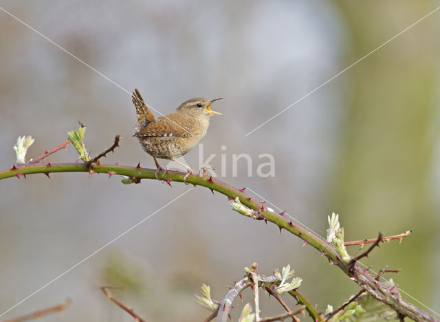 Wren (Troglodytes troglodytes)