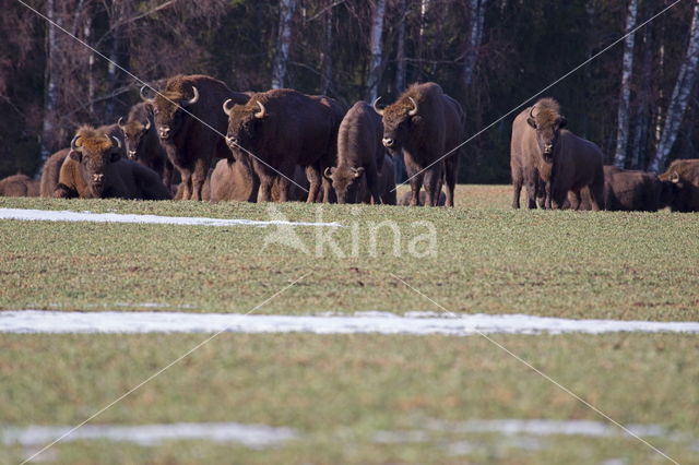 Wisent (Bison bonasus)