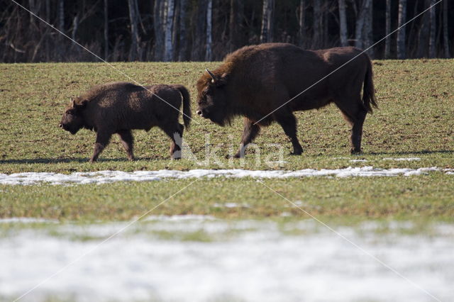 Wisent (Bison bonasus)