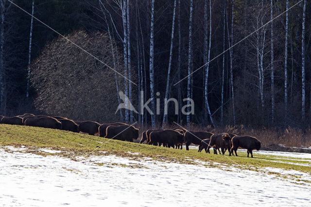 Wisent (Bison bonasus)