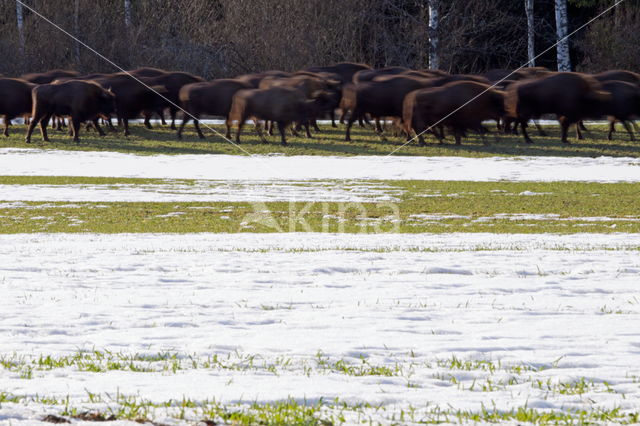 Wisent (Bison bonasus)