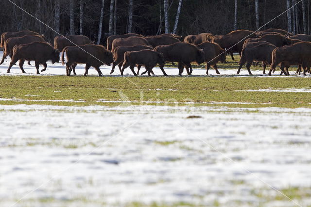 European Bison