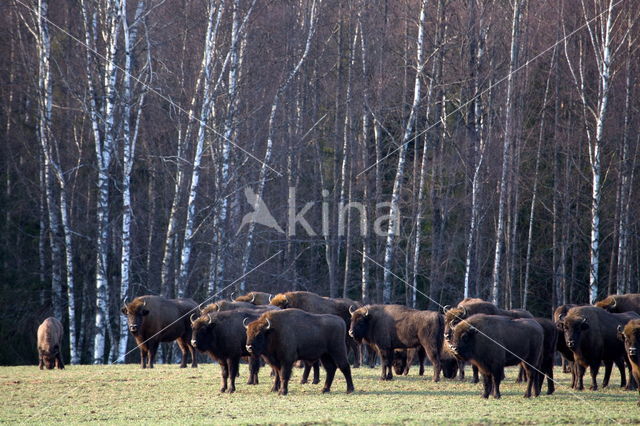 Wisent (Bison bonasus)