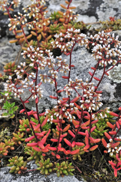 White Stonecrop (Sedum album)