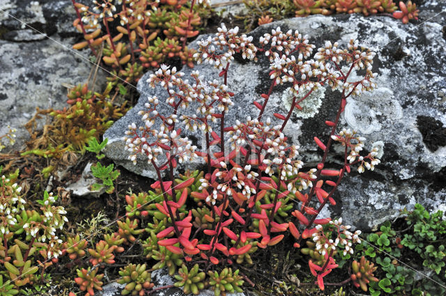 White Stonecrop (Sedum album)