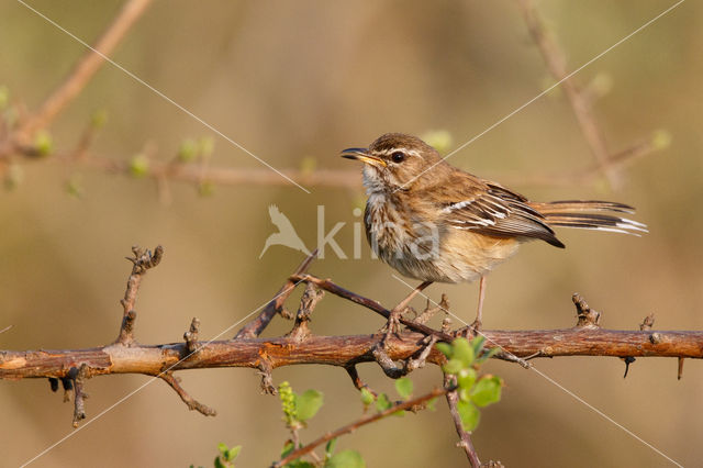 Red-backed Scrub-Robin (Erythropygia leucophrys)