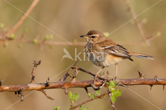 Witbrauwwaaierstaart (Erythropygia leucophrys)