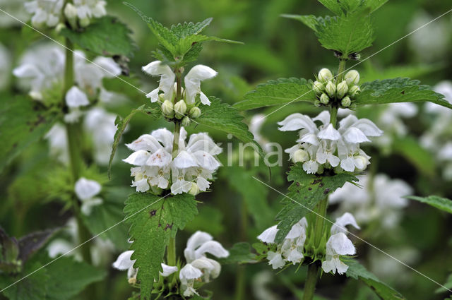 White Dead-nettle (Lamium album)