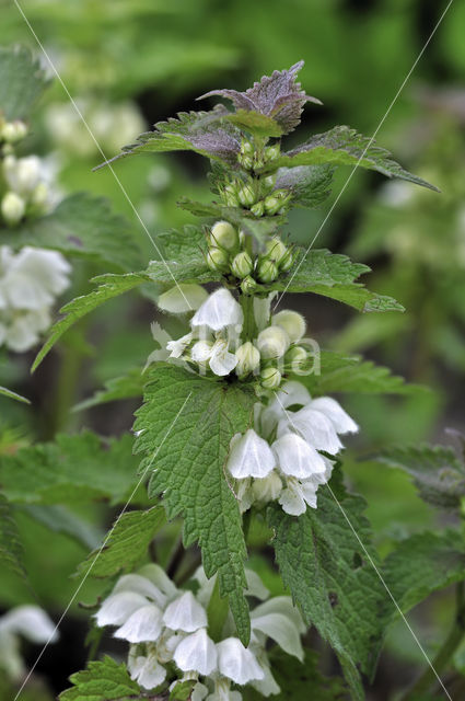 White Dead-nettle (Lamium album)