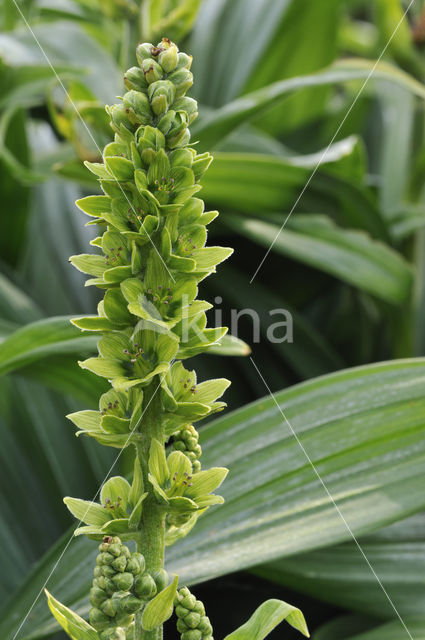 Witte nieswortel (Veratrum album)