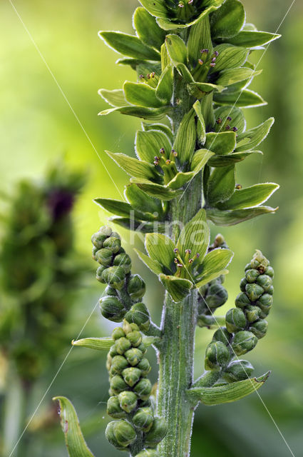 Witte nieswortel (Veratrum album)