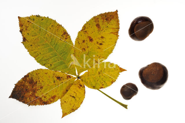 Witte paardenkastanje (Aesculus hippocastanum)