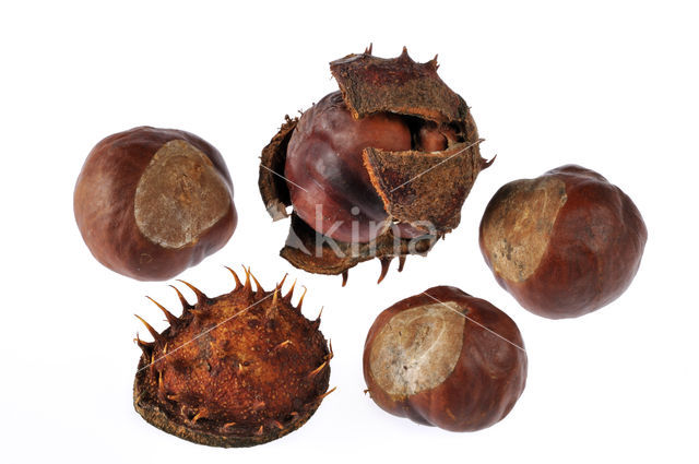 Horse-chestnut (Aesculus hippocastanum)